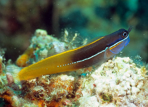 Ecsenius tricolor